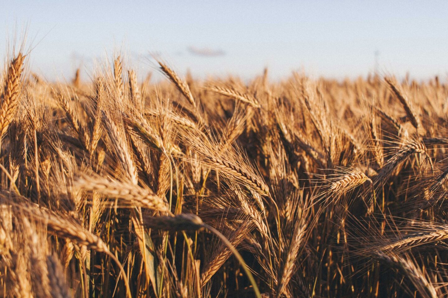 tomasz-filipek-joOVC9d-jis-unsplash-1440x0-c-default